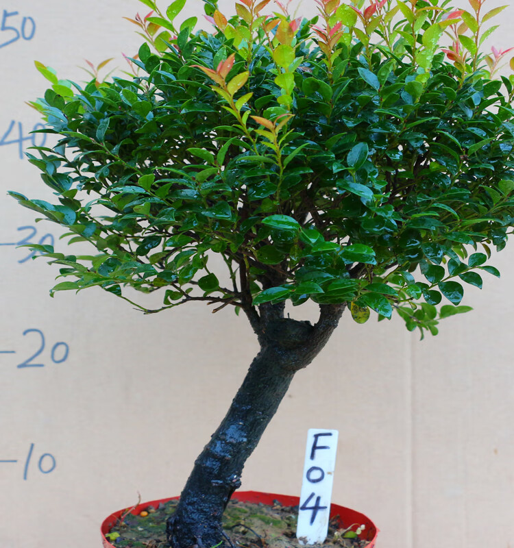 盆景室内阳台黑骨香盆栽老桩四季常青植物除甲醛净化空气 醛净化空气