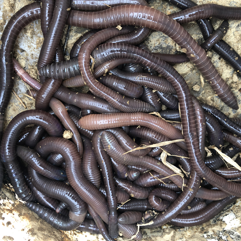 黑蚯蚓活饵大蚯蚓饲料青活蚯蚓串钩活体诱饵窝料钓鱼饵黄鳝笼中小黑