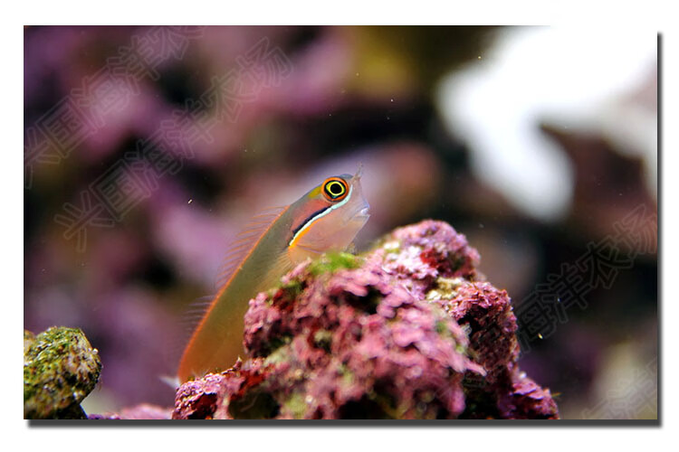 小丑虾虎活体海水鱼宠物观赏鱼海缸珊瑚缸安全除藻吃藻生物西瓜刨快递