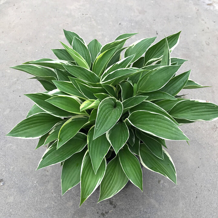 金边玉簪青叶玉簪金边初箱玉簪多年生花卉易养耐阴花卉 细叶金边玉簪1