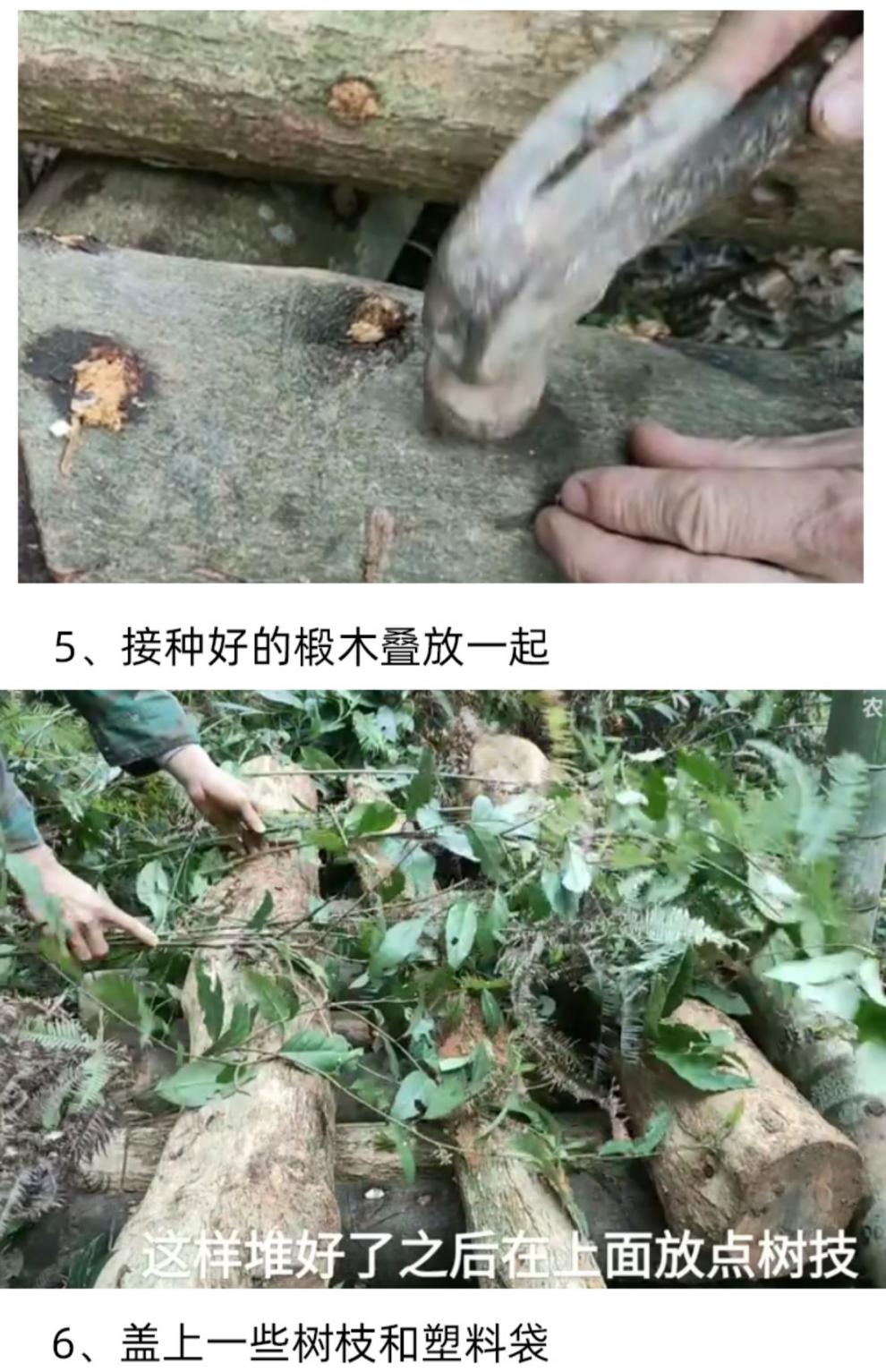 椴木香菇菌种良种介绍图片