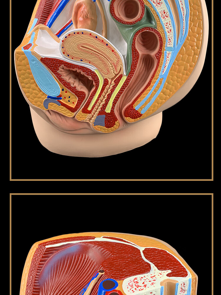 男女性盆腔矢状解剖模型女性生殖器官模型男女性生殖系统子宫模型 一