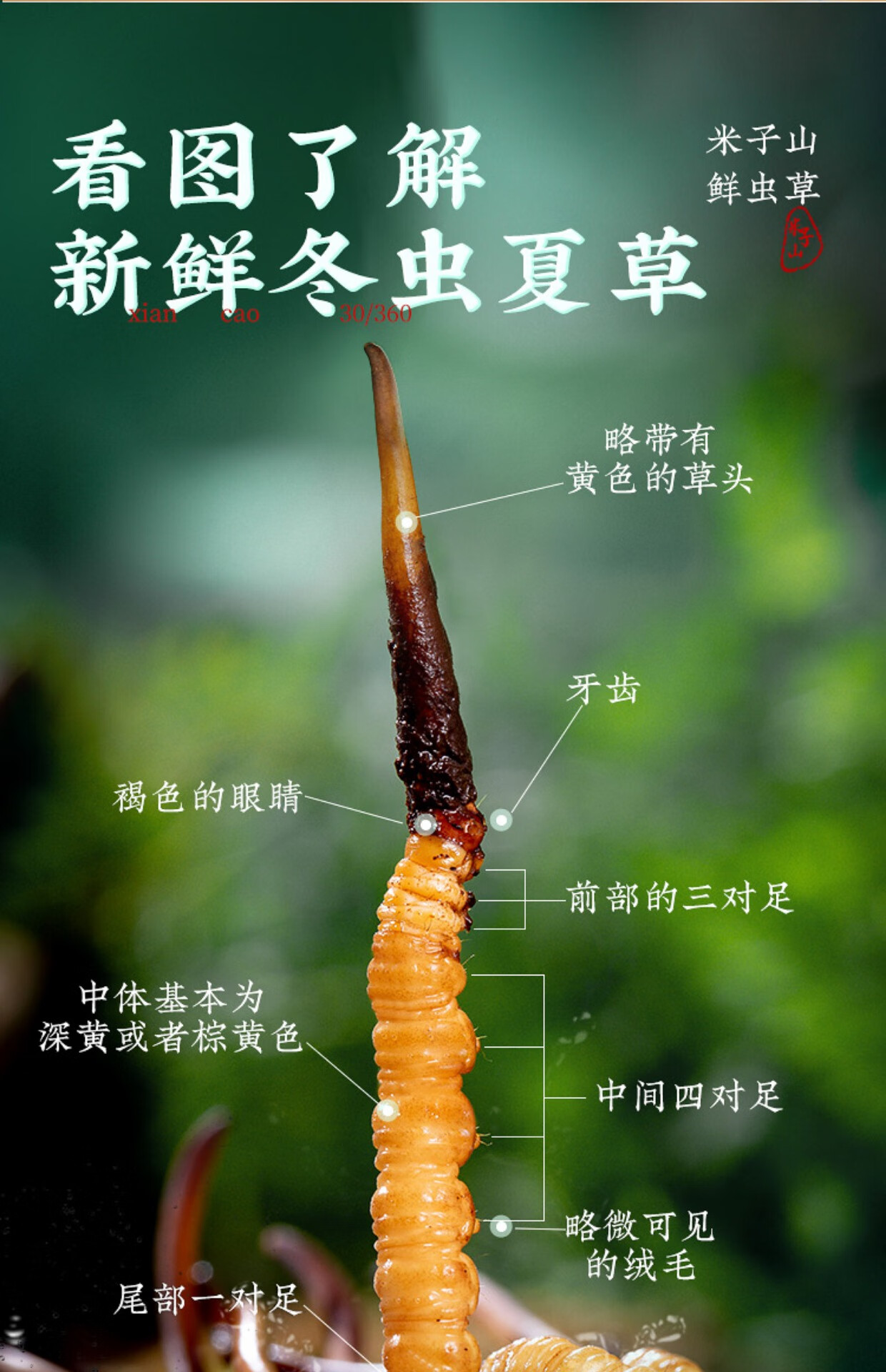 【假一赔十】新鲜冬虫夏草2022西藏那曲头期鲜虫草顺丰冷链 2022鲜