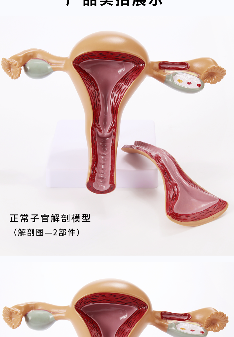 人体子宫教学模型阴道病理卵巢附件教具解剖医学女性仿真生殖模器