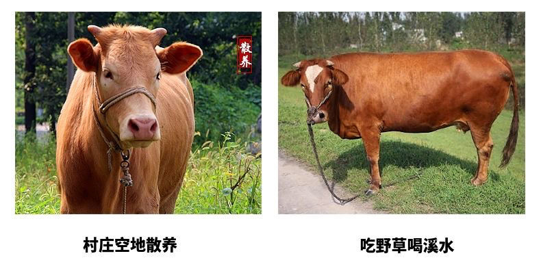新鲜原切黄牛排骨超多肉牛肋排超多肉牛排骨牛肋骨新鲜散养不调理
