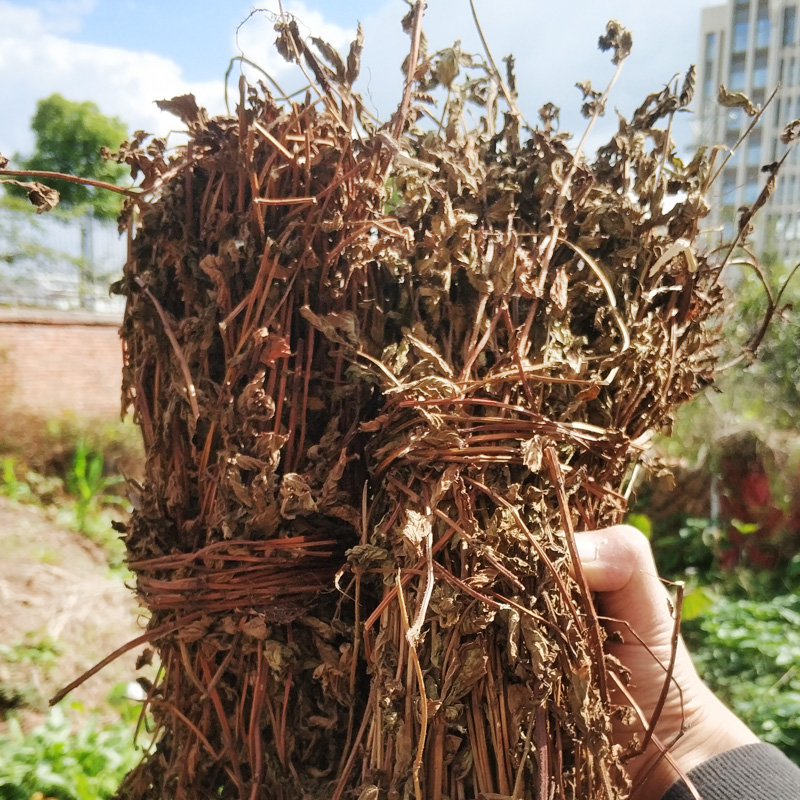福建客家仙草干1000g凉粉草烧仙草原料仙草蜜仙草冻新鲜草农家伊梵麦