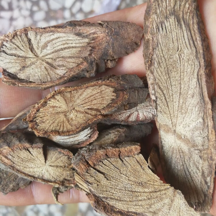 金线藤500g中草药金线风百解藤金锁匙银锁匙全根部金钥匙野生【图片