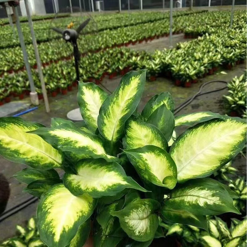 玛丽安盆栽黄金玛丽安水培绿植盆栽粉黛万年青懒人植物室内桌面净化