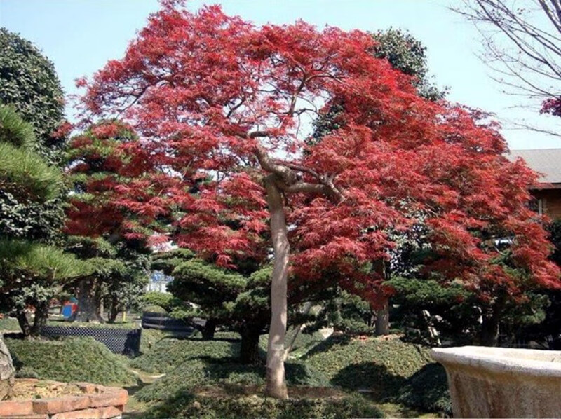 垂枝石榴红羽毛枫青龙羽毛枫树庭院别墅风景树流泉枫日本红枫树苗