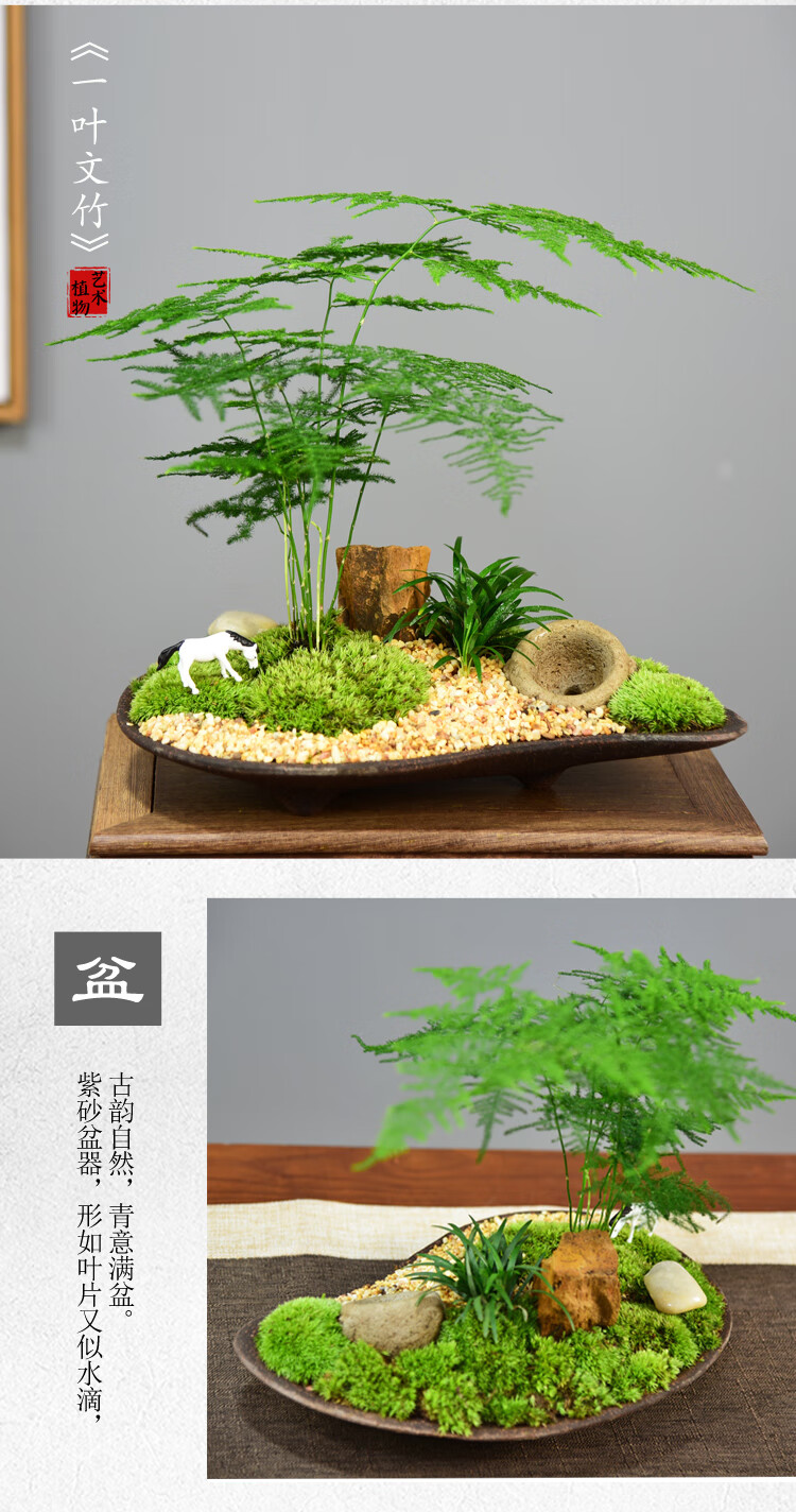 现货 京东云仓发货 文竹盆栽菖蒲盆景植物室内办公室四季常青竹子微