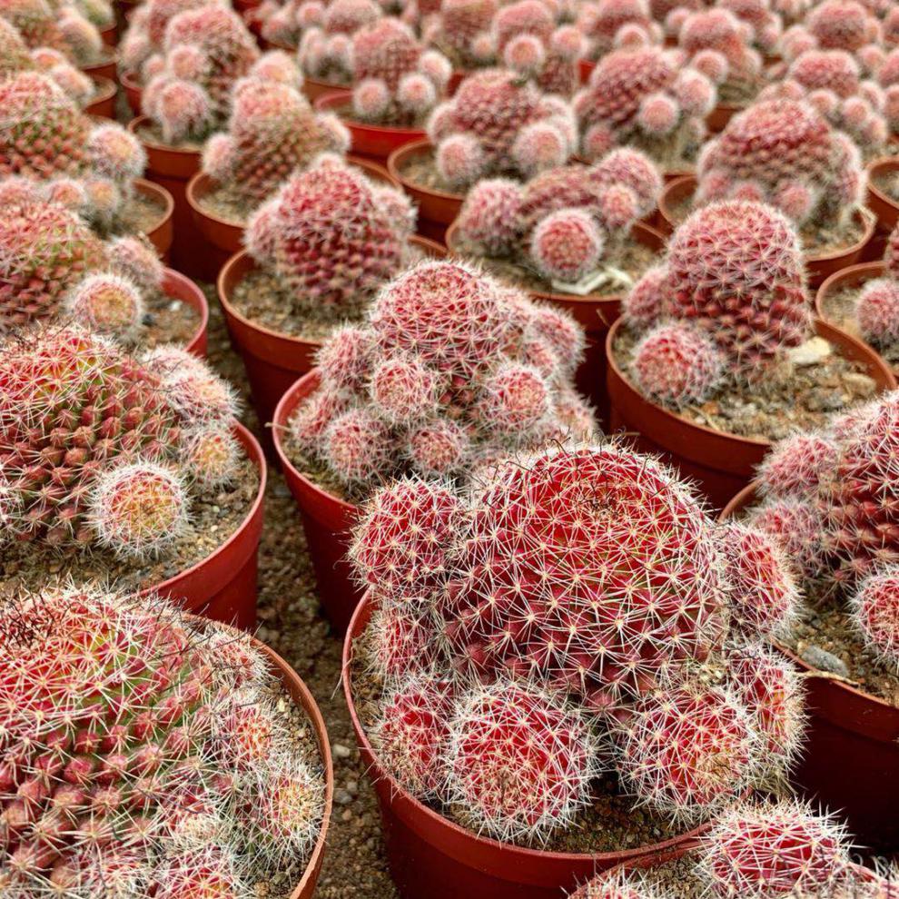 红娜丸仙人球红色稀有品种自根仙人掌类植物多肉花卉小盆栽 红娜丸单