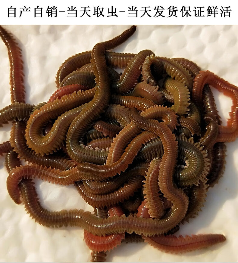 活沙蚕绑饵青虫海蚯蚓海蜈蚣海蚂蝗活饵活体新鲜海钓鱼饵料定制定金