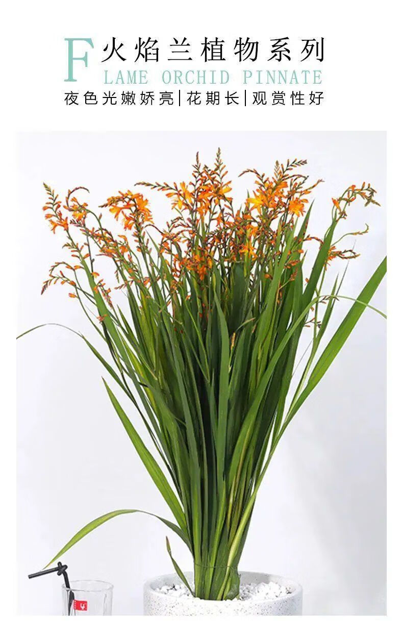 【300天超长花期】火焰兰雄黄兰种球多年生庭院花卉盆栽易种易活