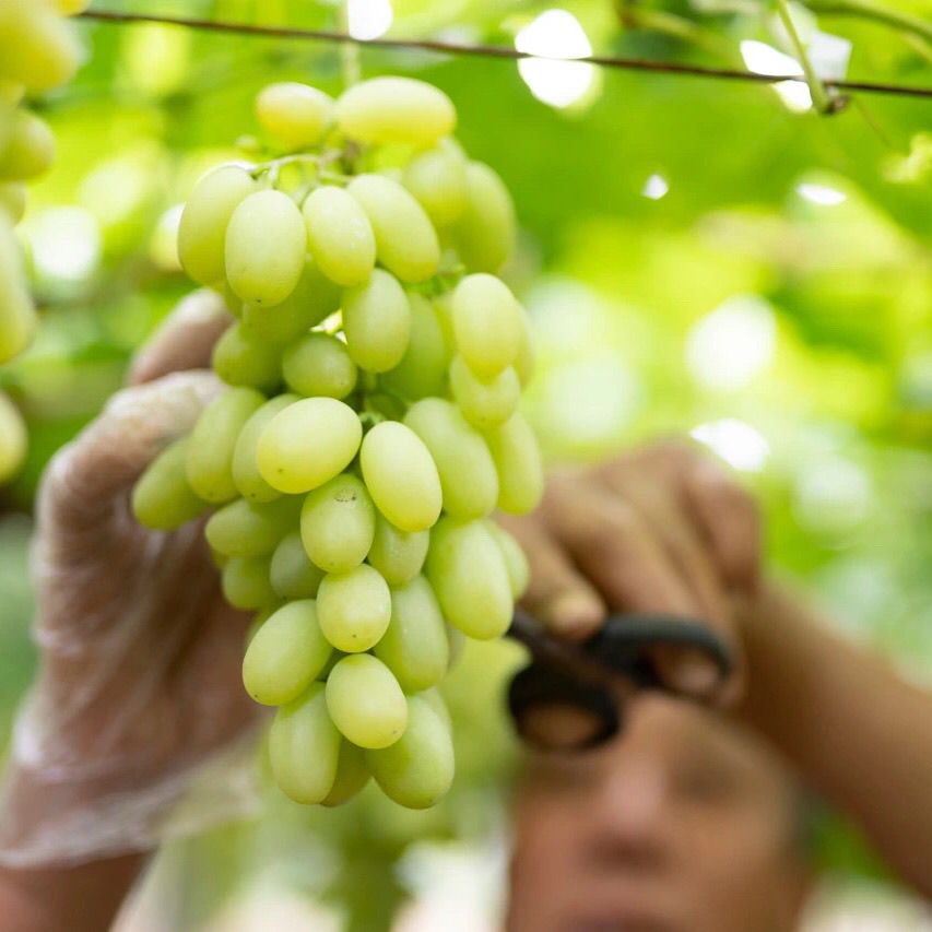 春光岛 张家口怀来白马奶青提水晶葡萄沙城产地现摘现发 龙眼5斤毛重