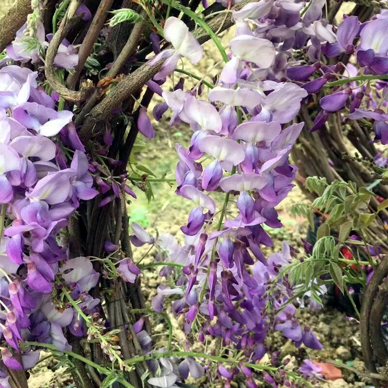 丰花紫水晶楼顶庭院地栽爬藤条植物好养 紫藤5年1株(短20