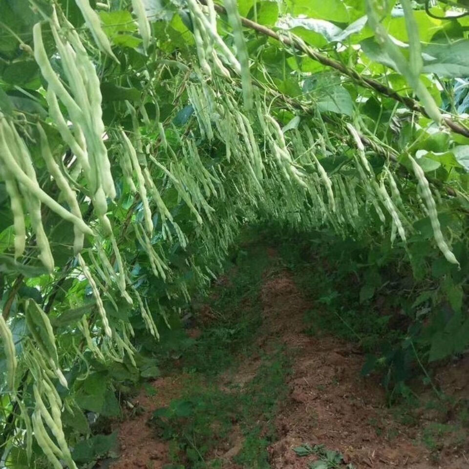 【精品绿植】九粒白芸豆高产摘不败芸豆白不老豆角春夏秋蔬菜 【九粒
