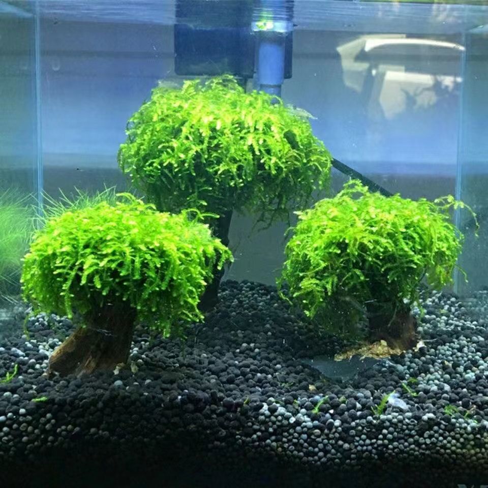 鱼缸造景懒人水草植物水族沉木活莫斯迎客松造型鱼缸微景观莫斯树 16