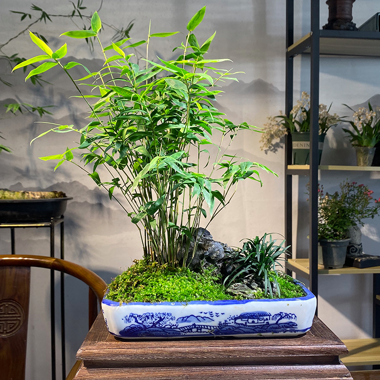 庭院室内桌面绿植微盆景竹子苗观赏竹 米竹 四方盆 带盆栽好【图片
