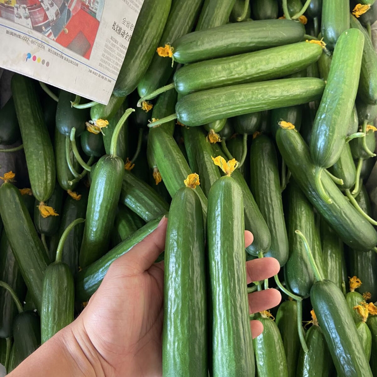 现摘水果小黄瓜新鲜无刺小黄瓜5斤脆甜小青瓜生吃整箱批发推荐5斤精选