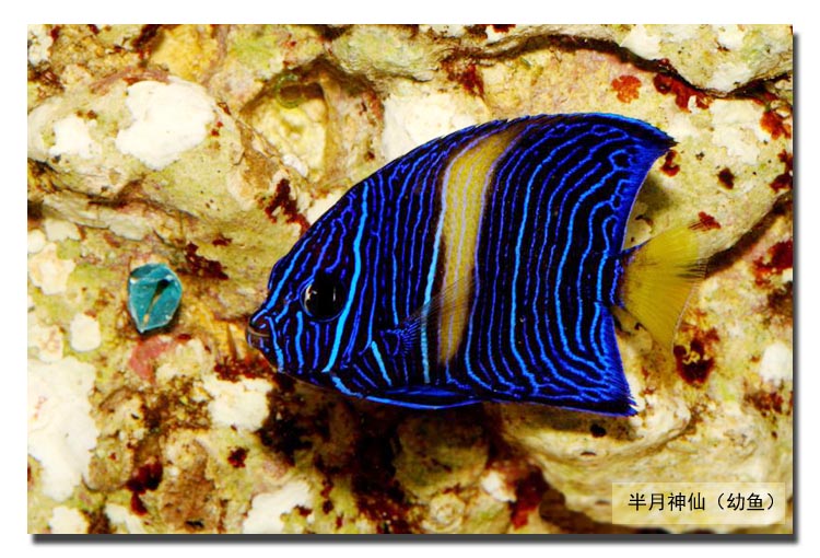 红海半月神仙 活体海水鱼 紫月神仙大型鱼海缸观赏宠物鱼 快递包活