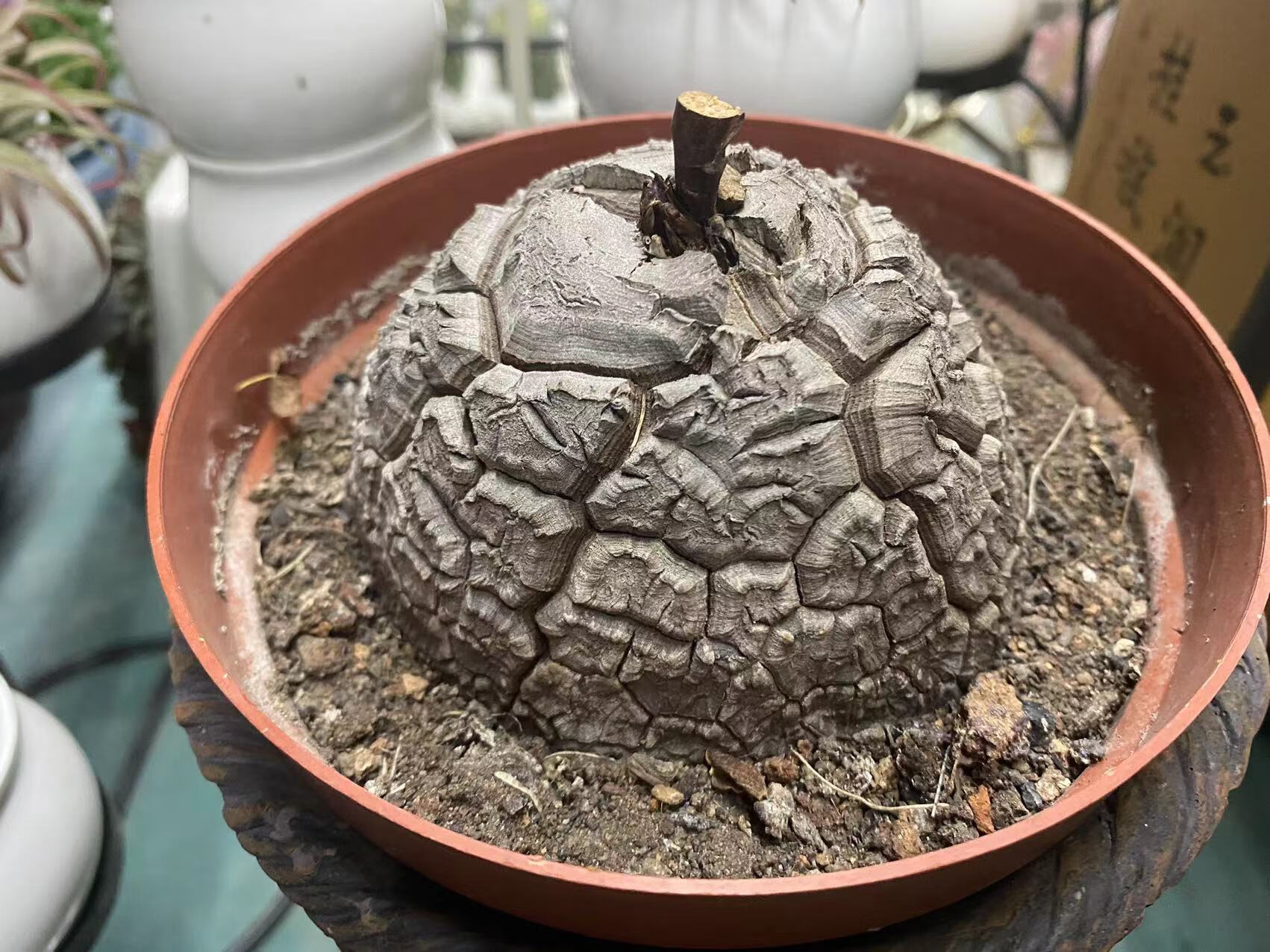 南非龟甲龙植物一物一拍爬藤块根多肉植物潮流进口稀有绿植深裂纹