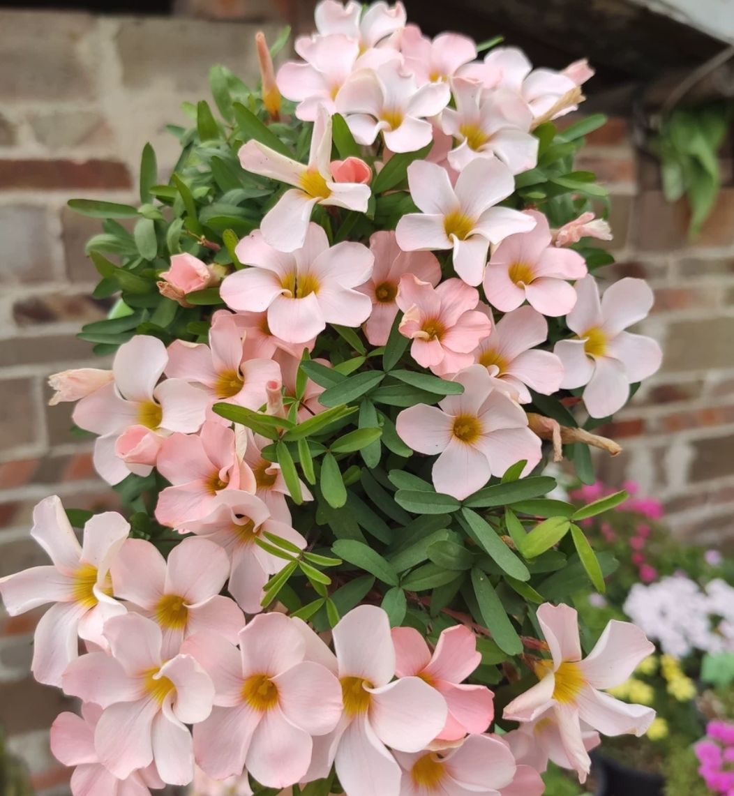 轻奢芊阙酢浆草早花系列球双色冰淇淋羞月幸运草阳台花卉寒三叶新手好