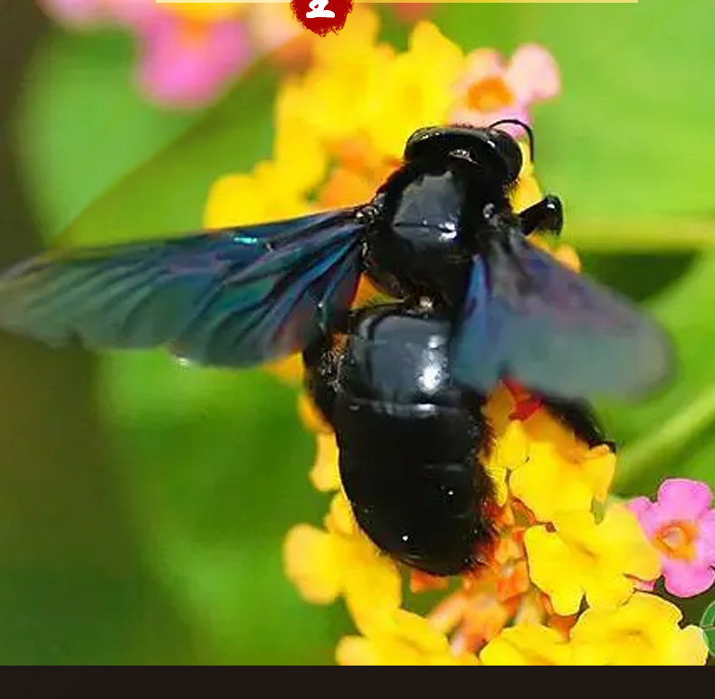 广西新鲜野生竹蜂咸竹蜂引药泡酒材料盐竹蜂乌竹筒蜂50只顺丰 【纯