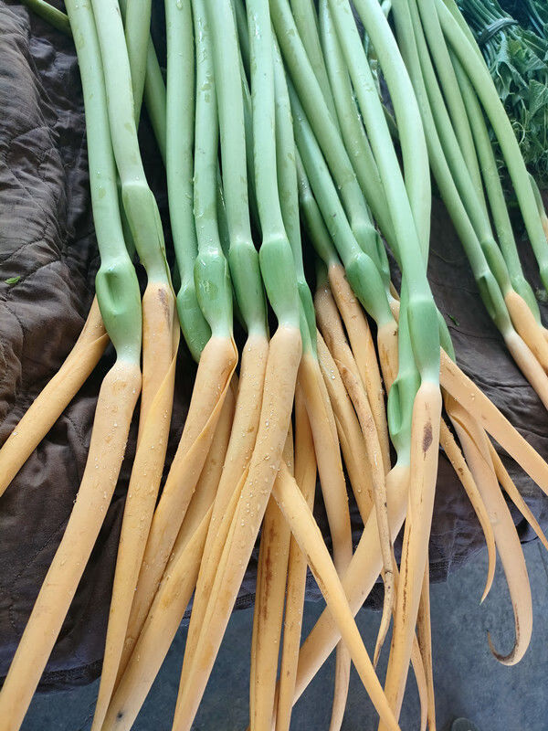 】芋头花 云南新鲜蔬菜 绿杆芋头花白色芋头花芋苗花农产品食用花朵