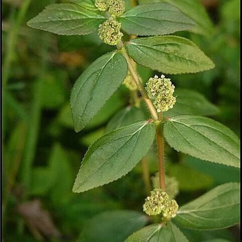 有仁堂 野牲新鲜草药大飞扬草 大乳汁草青热清毒止泻 1000g【图片