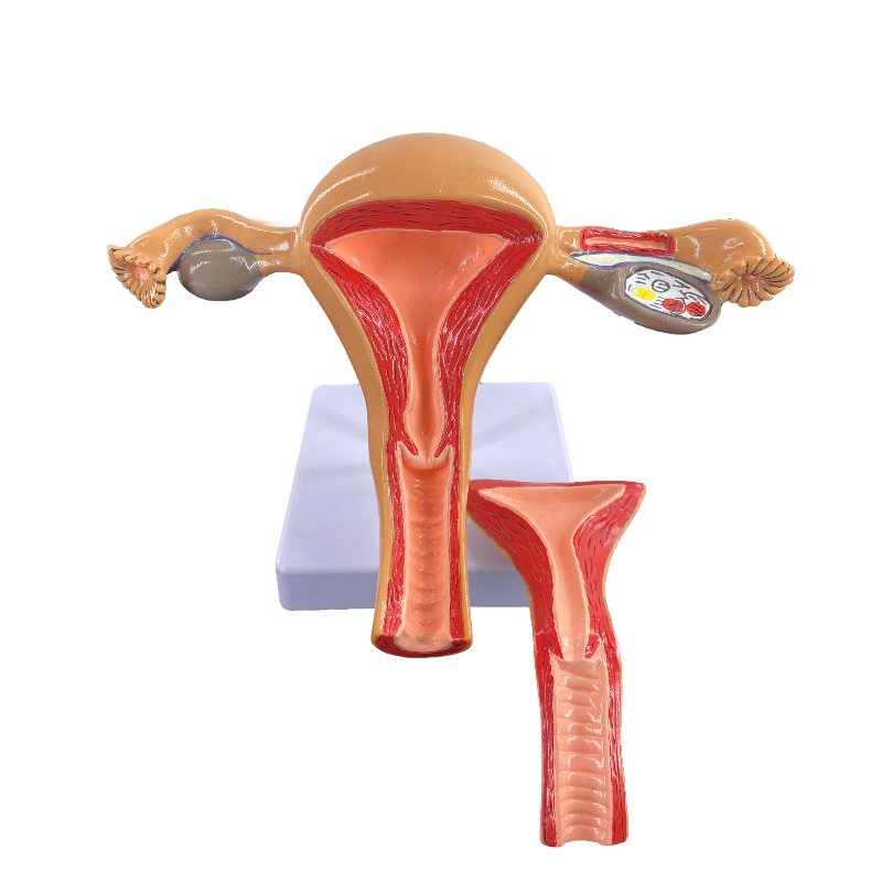 人体子宫解剖模型女性阴道生殖系统双侧卵巢子宫正常病理子宫教学