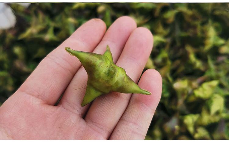 四角菱角刺菱新鲜老菱角非大菱角洪湖小菱角粉糯蔬菜 5000g【图片