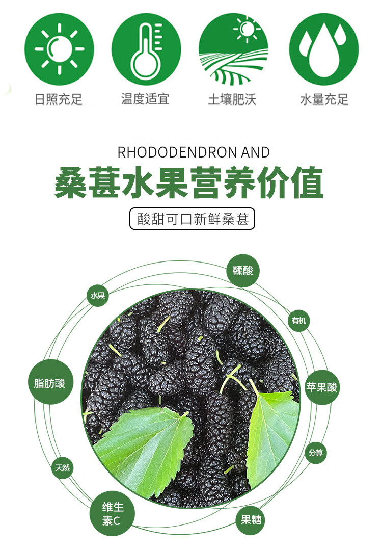 桑葚现摘无沙免洗黑果桑椹孕妇水果泡酒桑果酵素顺丰(预售) 盒装净重4