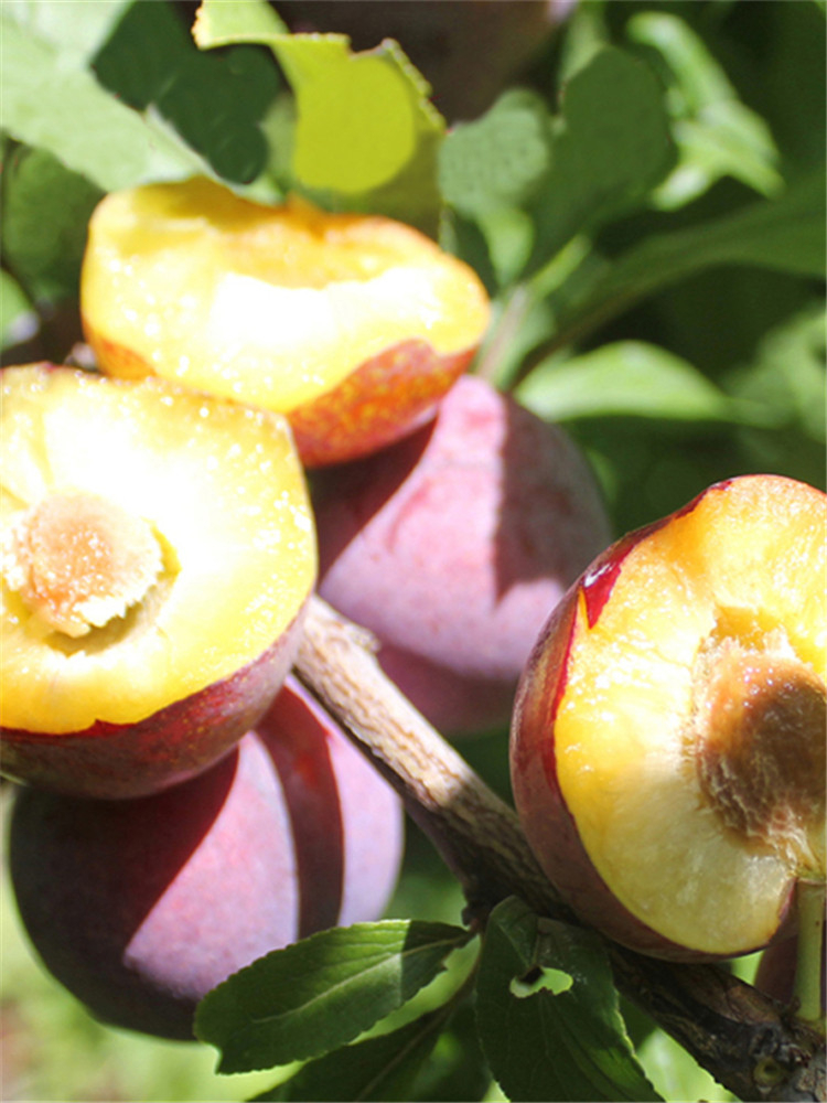 无核李子树苗晚熟脆红李嫁接李子苗南北方地栽 紫琥珀4年苗 81cm(含)