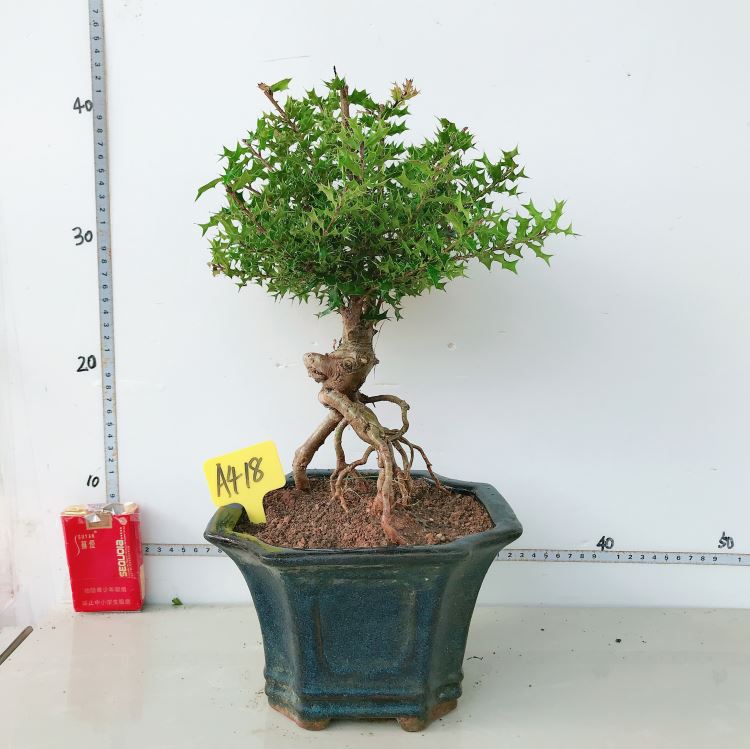 原生微型小叶枸骨盆景猫儿刺枸骨盆栽桌面绿植耐寒实物327带盆栽好