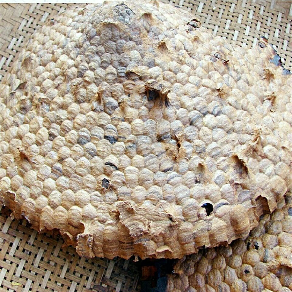 60啡晨野生露蜂房马蜂窝巢煮水牙疼中药材店铺100gsn9891硬蜂窝500
