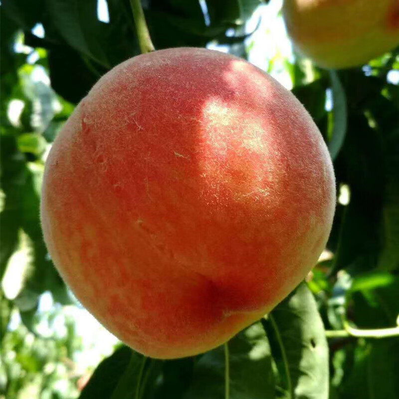 顺丰速运 现货北京水蜜桃平谷鲜桃多汁大软甜久保晚蜜水果新鲜桃子