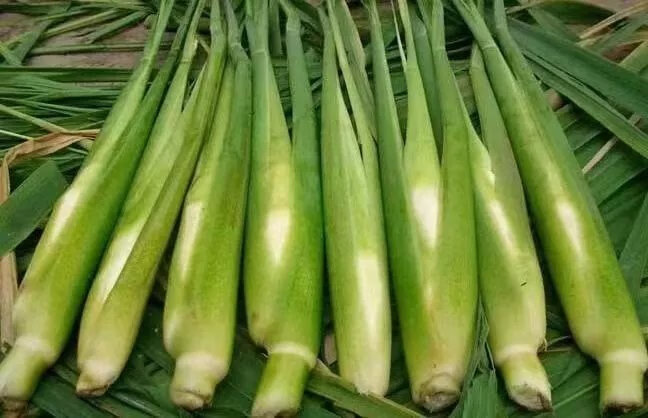 新鲜茭白高笋儿菜蔬菜茭瓜孕妇食材时令农产品茭白 1斤(精品)带壳发货