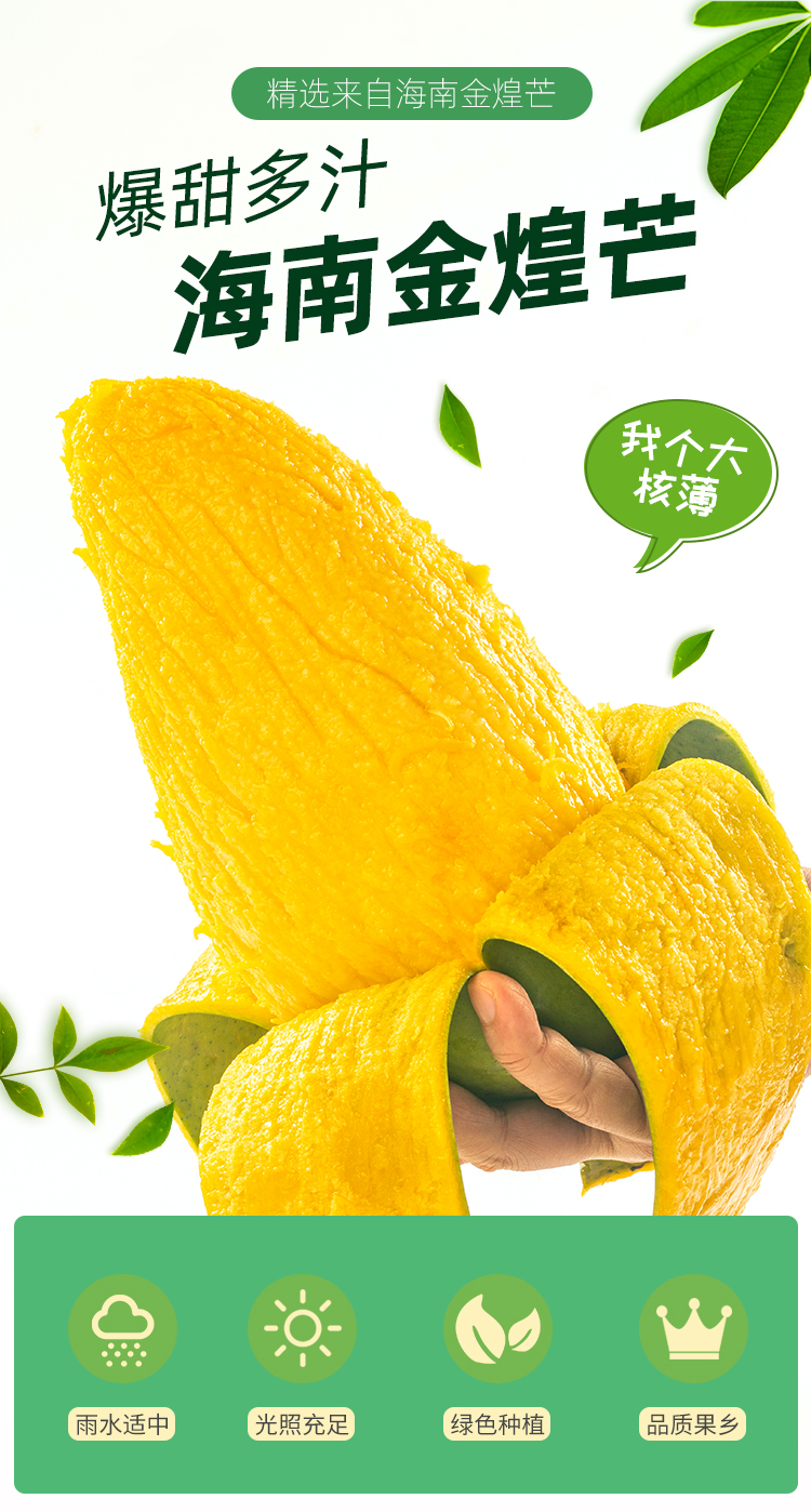 精品海南金煌芒三亚新鲜水果特大芒果10斤正宗水仙芒当季整箱热带 10