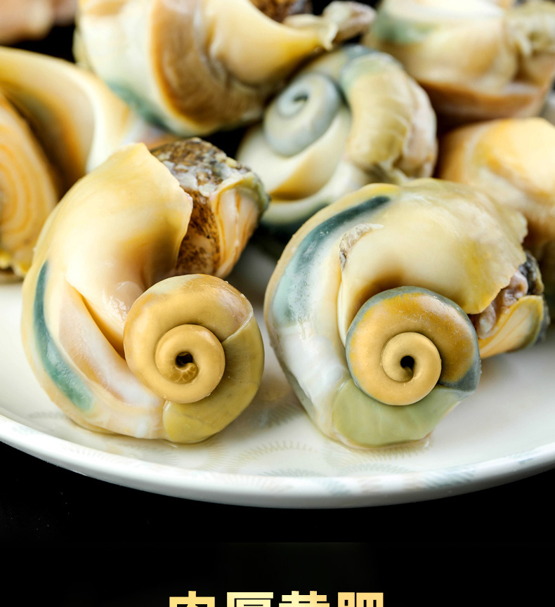 海螺鲜活超大海螺特大贝壳类海鲜水产新鲜青岛特产海捕螺3斤