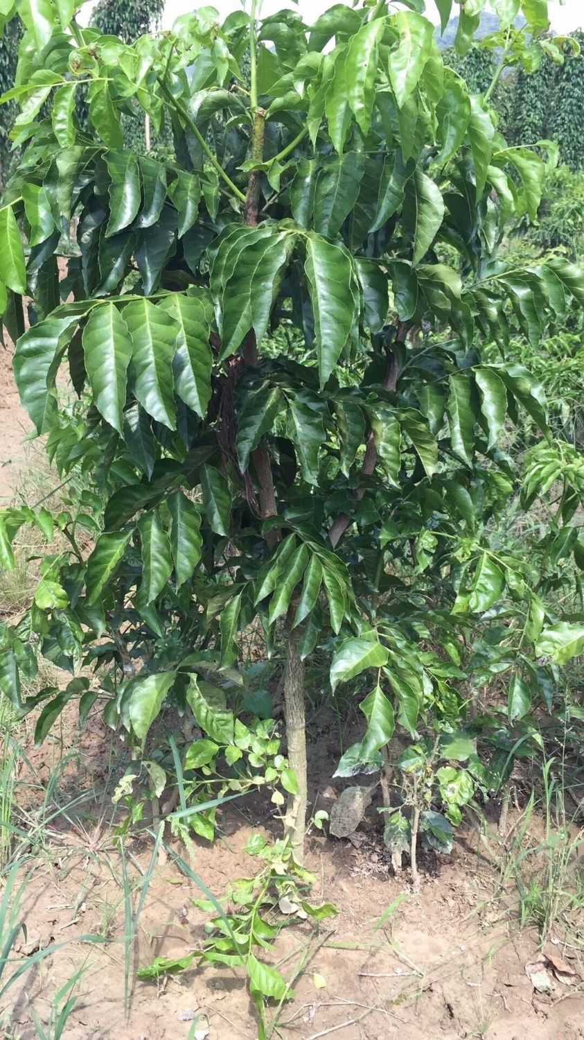 有仁堂买2餸1郁南无核大鸡心黄皮果树苗果大核小产量嫁接黄皮苗85公分