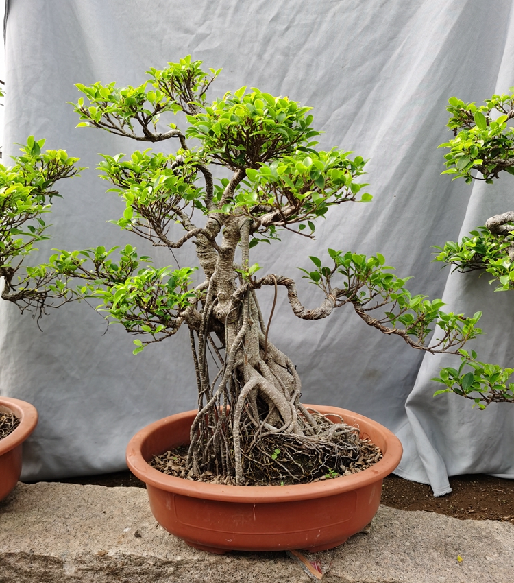 气根榕树盆景树桩台湾榕盆栽 绿植花卉室内外阳台虎皮榕老桩植物 1米s