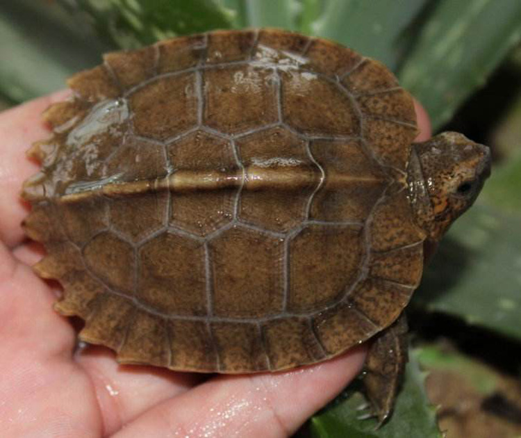 亚洲巨型龟亚巨乌龟观赏种龟苗草龟大型素食吃蔬菜水果半水龟宠物1518