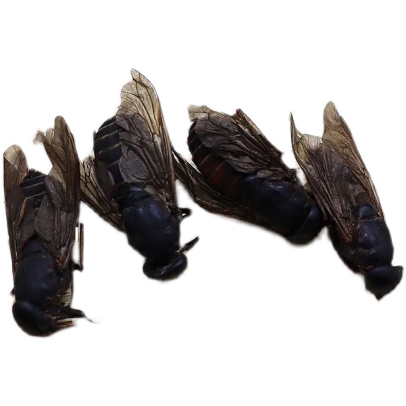 中药材牛虻虫干货野生牤虫牛蚊子牛蝇子牛苍蝇牛虻虫