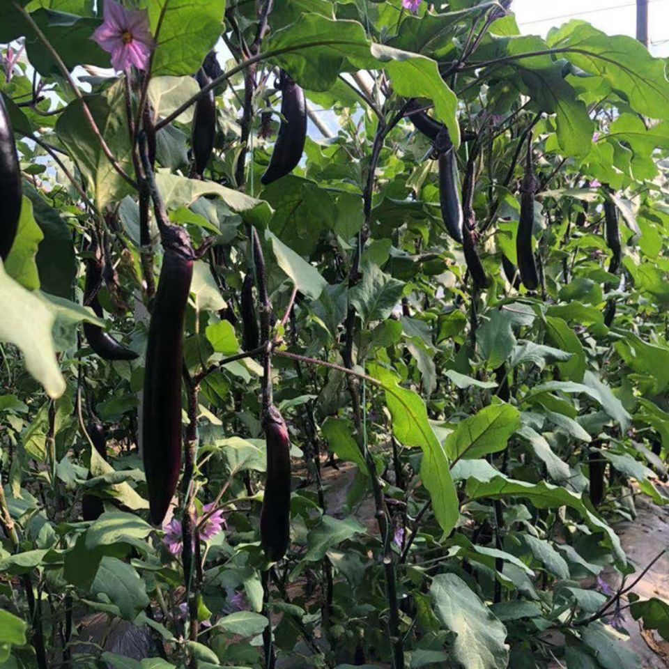 东北现摘紫茄子紫裤农家自种紫茄子紫皮茄子长茄子可生吃批发 4斤