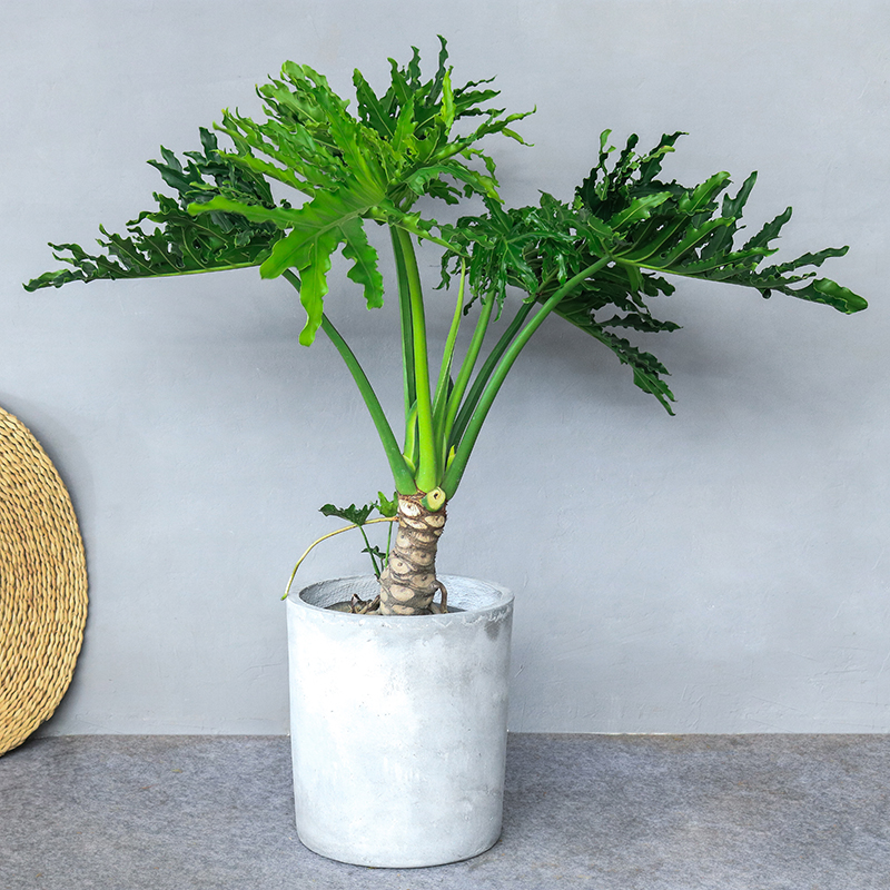 水无怜奈 龙鳞春羽老桩大号绿植盆栽办公室客厅盆景净化空气室内观叶