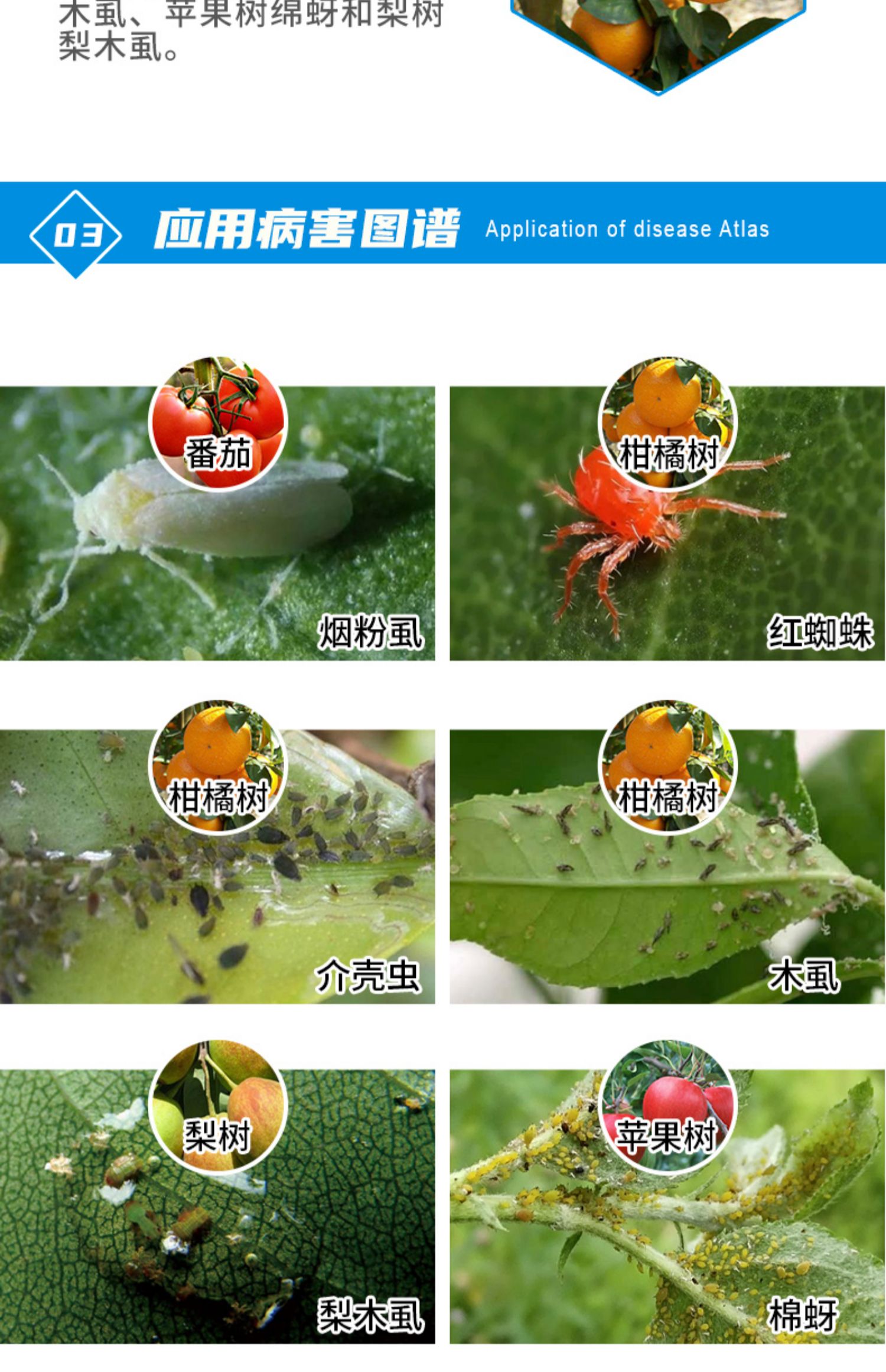 螺虫乙酯介壳虫白粉虱农药蚧壳虫杀虫剂乙脂100ml