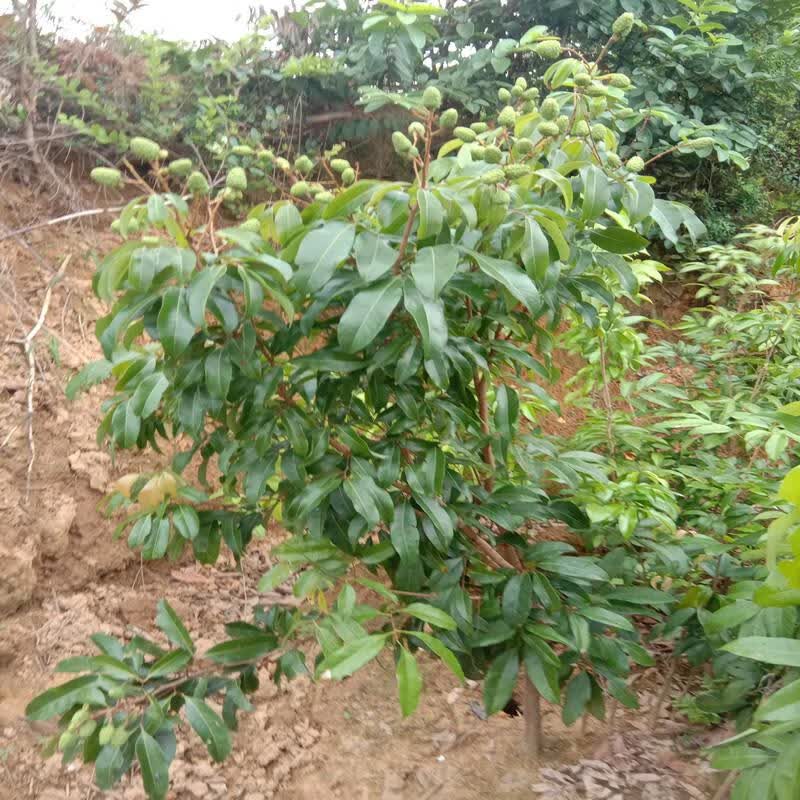 仙进奉荔枝树苗观音绿岭丰糯荔冰荔荔枝越州红荔枝苗广西灵山发货观音
