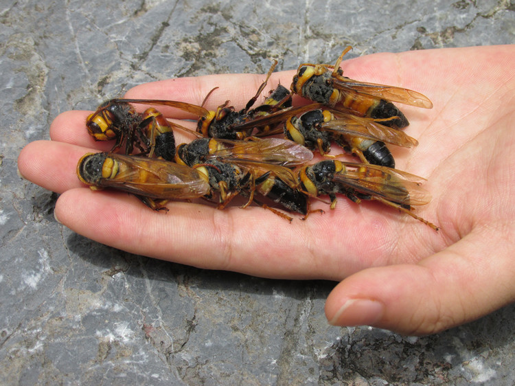 黑尾虎头蜂 滋补养生男人士泡酒料壮性土大马蜂黄地胡蜂野生【图片