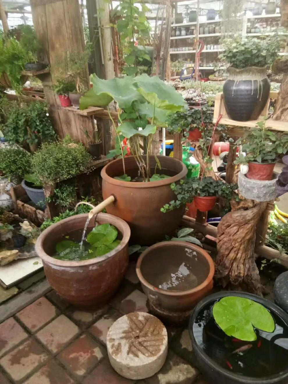 家用睡莲盆罐水无釉养乌龟鱼缸庭院荷花缸土陶造景大水缸sn8713 50