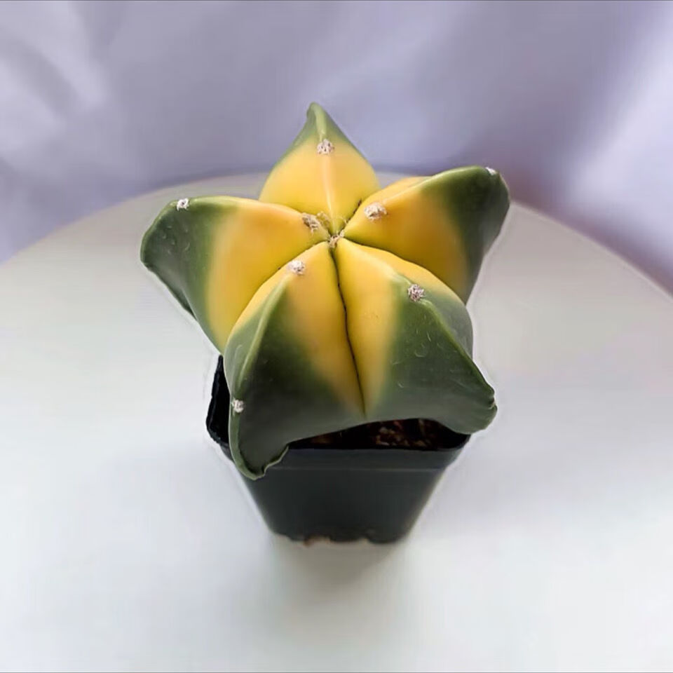 *轻奢球仙人掌客厅仙人球盆栽办公室星兜抖音网红sn6783 五彩鸾凤玉